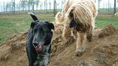 2_hunde-1.400x225-crop.jpg