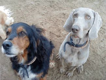 2dogs.jpg