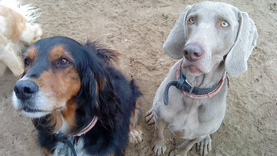 Inka-und-Layla-1.400x225-crop.JPG