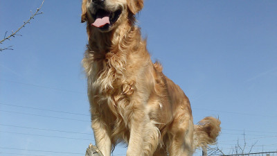 Milly-3.400x225-crop.JPG