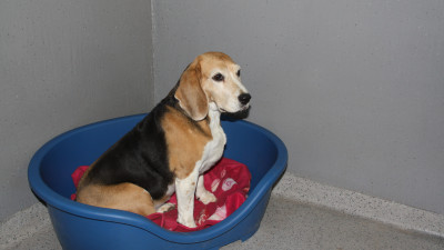 Moe.Abe.Lasko.J.Lo-Hundefriseur-010.400x225-crop.jpg
