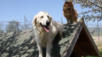 Moe.Abe.Lasko.J.Lo-Hundefriseur-045-1.400x225-crop.jpg